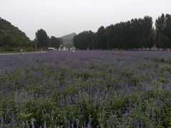 -紫海香堤香草艺术庄园