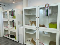 -青奢宠物·青奢猫舍