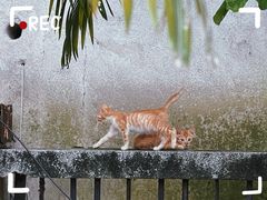 -金砂公园