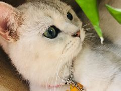 -藏猫猫咖啡主题馆(中央大道店)