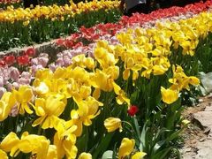 -洛阳郁金香牡丹园