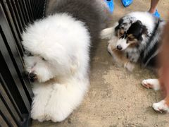 -TrueLove @ Neverland (Husky Cafe)