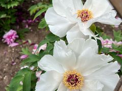 -黑龙江省森林植物园
