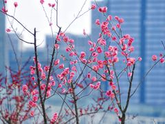 -天鹅湖体育公园