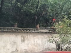 -苏州上方山国家森林公园