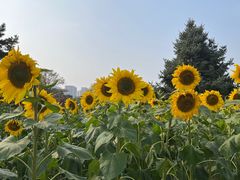 -北陵公园