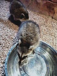 -酷嗒动物文化乐园(cutezoo西溪乐天城店)