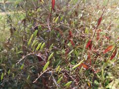 -广州神农草堂中医药博物馆