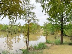 -上海长兴岛郊野公园