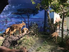 -国家自然博物馆