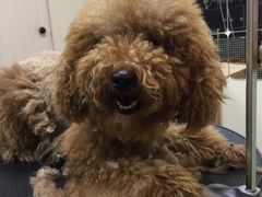 -小尾巴宠物店(万科·金域华庭店)