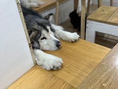 -李小姐の猫咖啡馆(五角场店)