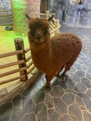 -Zoolung Zoolung动物主题公园(海信广场店)