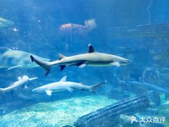 -海合安青岛极地海洋公园