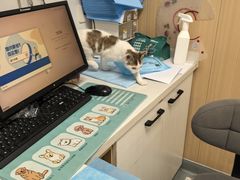 -瑞派·关忠动物医院·猫专科·犬专科(三环新城店)