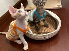 -山宅一喵德文卷毛猫舍