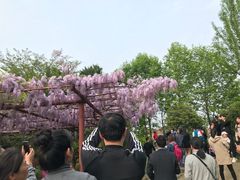 -嘉定紫藤园