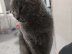 -宠福鑫康馨动物医院·骨科·眼科