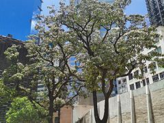-大馆(前中区警署建築群)
