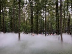 -黄海国家森林公园