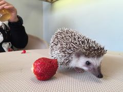 -奈雪的茶(南山大冲一期店)