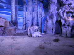 -芜湖新华联大白鲸海洋公园