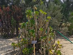 -东莞植物园