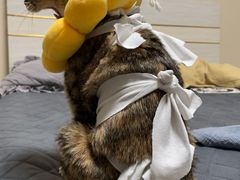 -瑞派福兴宠物医院犬猫全科·骨科·中西医结合(河东店)