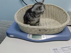 -纳吉亚猫专科动物医院博雅分院