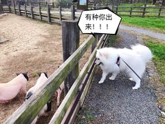 -田园东方蜜桃村的田野营地
