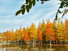 -白鹭湾湿地公园