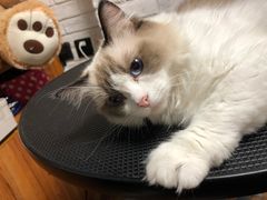 -Goku PET SHOP宠物视觉生活馆(双井店)