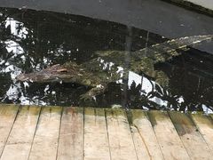 -呀路古热带植物园