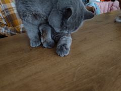 -平行世界·猫咖(首经贸店)