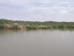 -哈素海