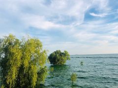 -合肥滨湖国家森林公园