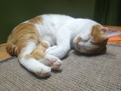 -猫亿天猫咖