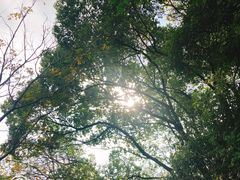 -合肥滨湖国家森林公园