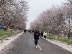 -天王浮山樱花园