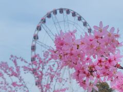 -顾村公园