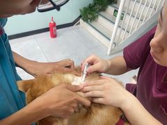 -中农大我爱我爱动物医院·核磁CT·猫病·24小时夜诊中心(石佛营店)
