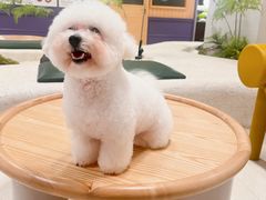 -帕帕拉兹宠物(亚洲旗舰店)