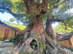-杨家堂村