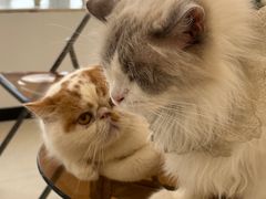 -共舞时光猫咖·狗咖(新街口店)