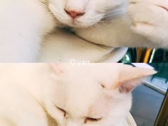 -有猫主题·治愈系猫咖(曾厝垵店)