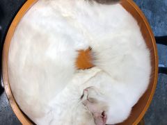 -more than meow吴止猫主题餐厅(承德 中船汇店)