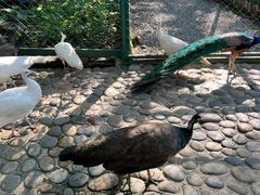 -西双版纳傣族园