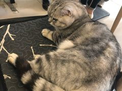 -平行世界·猫咖(首经贸店)