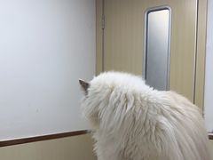 -宠颐生宠物医院·心肾内科·猫专科诊疗中心宠巢店