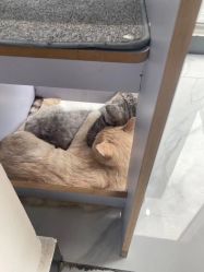 -飞梵造型
